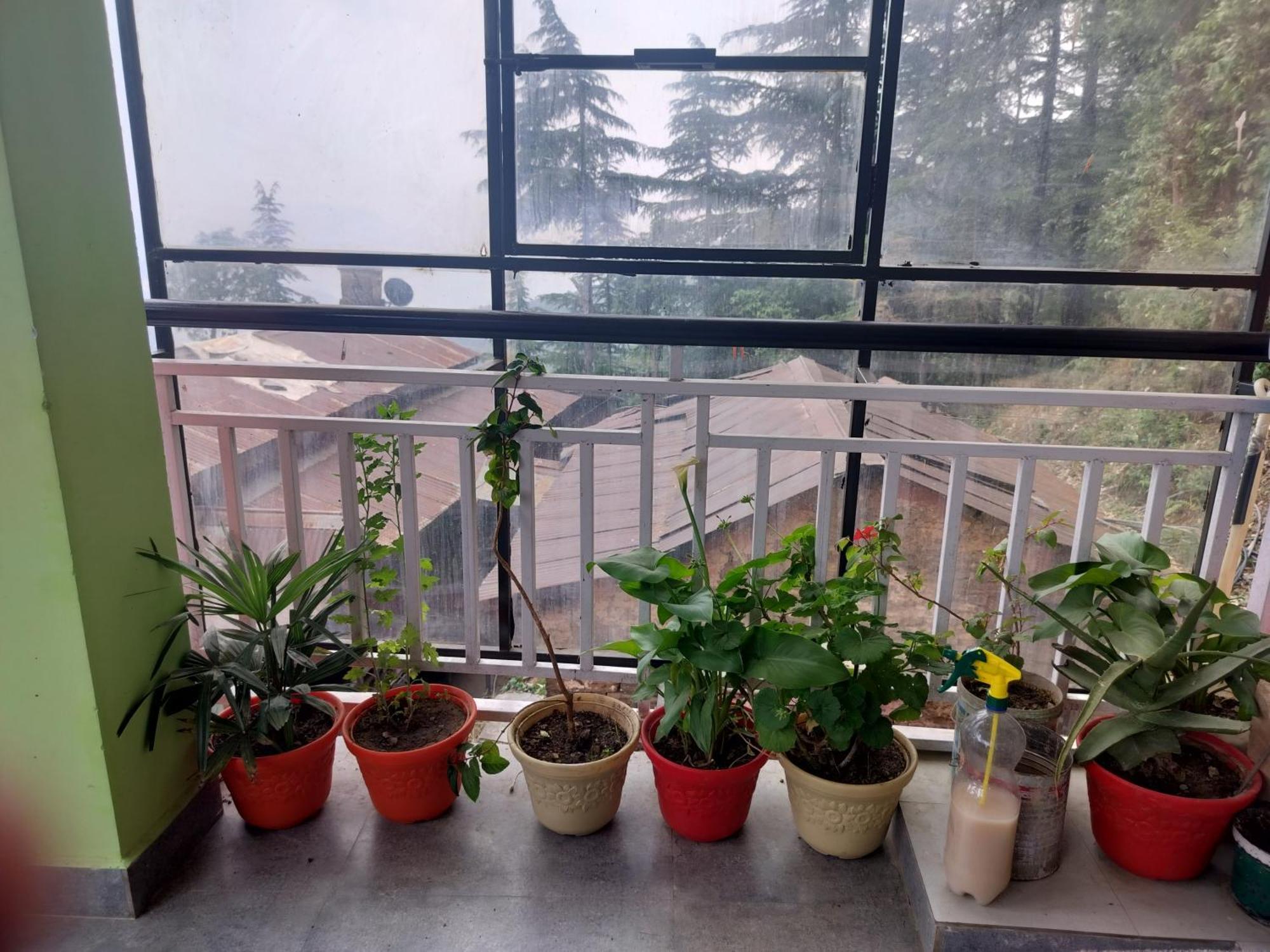 Tree Valley Homestay チェイル エクステリア 写真