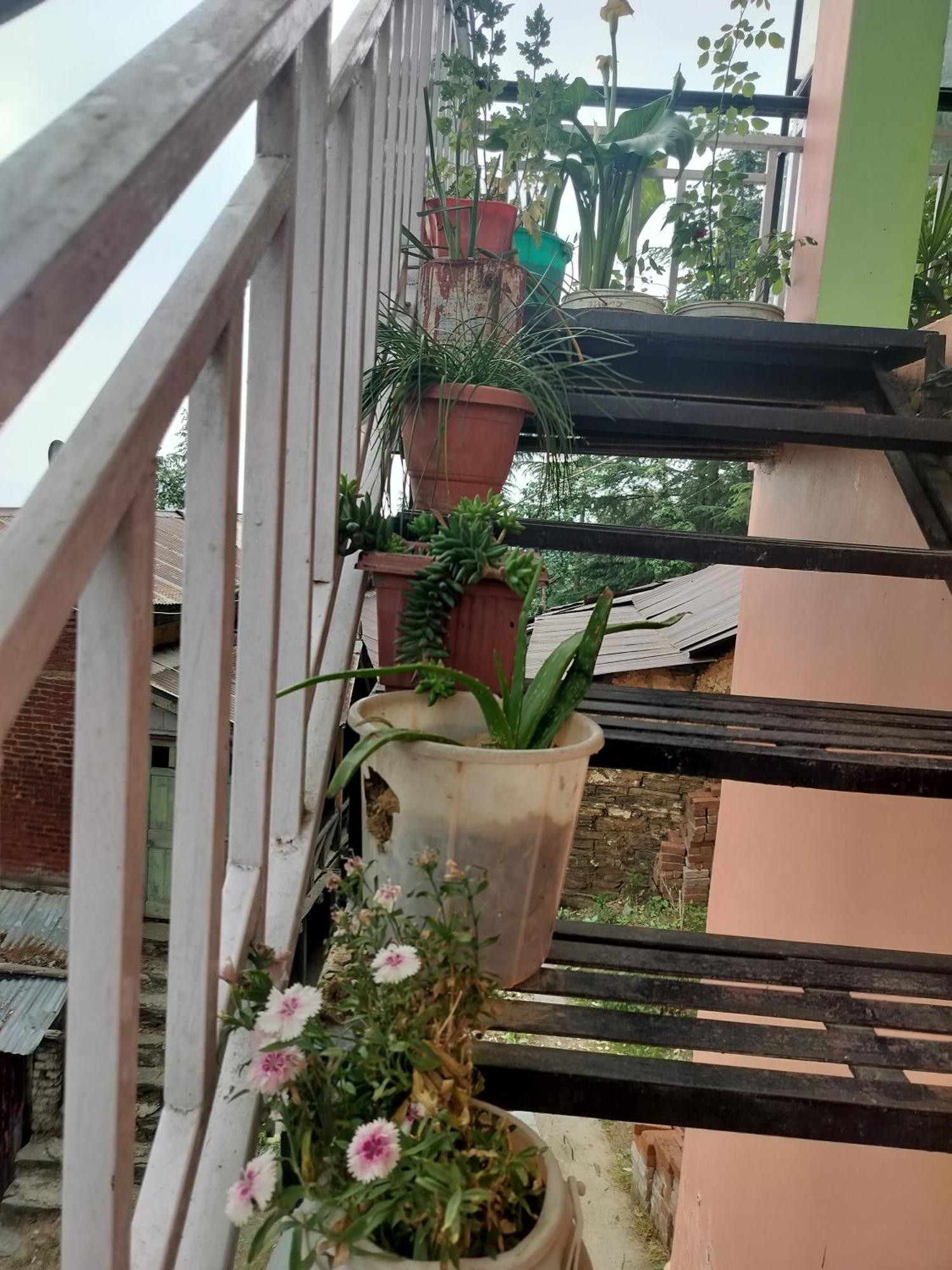 Tree Valley Homestay チェイル エクステリア 写真